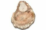 Fossil Plesiosaur Sacral Vertebra - Asfla, Morocco #328645-2